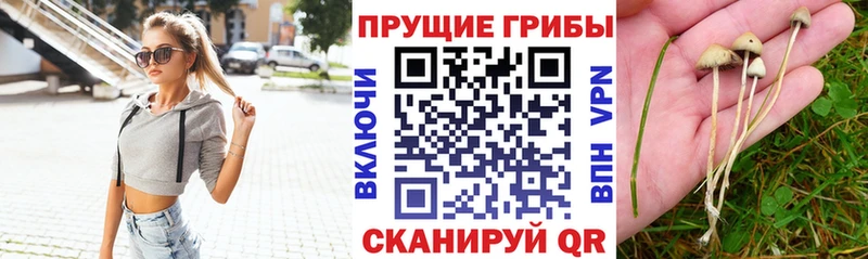 Псилоцибиновые грибы мицелий  Купить  Карачаевск 